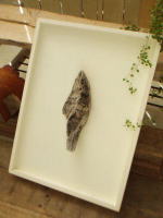 ネイチャーアートフレーム